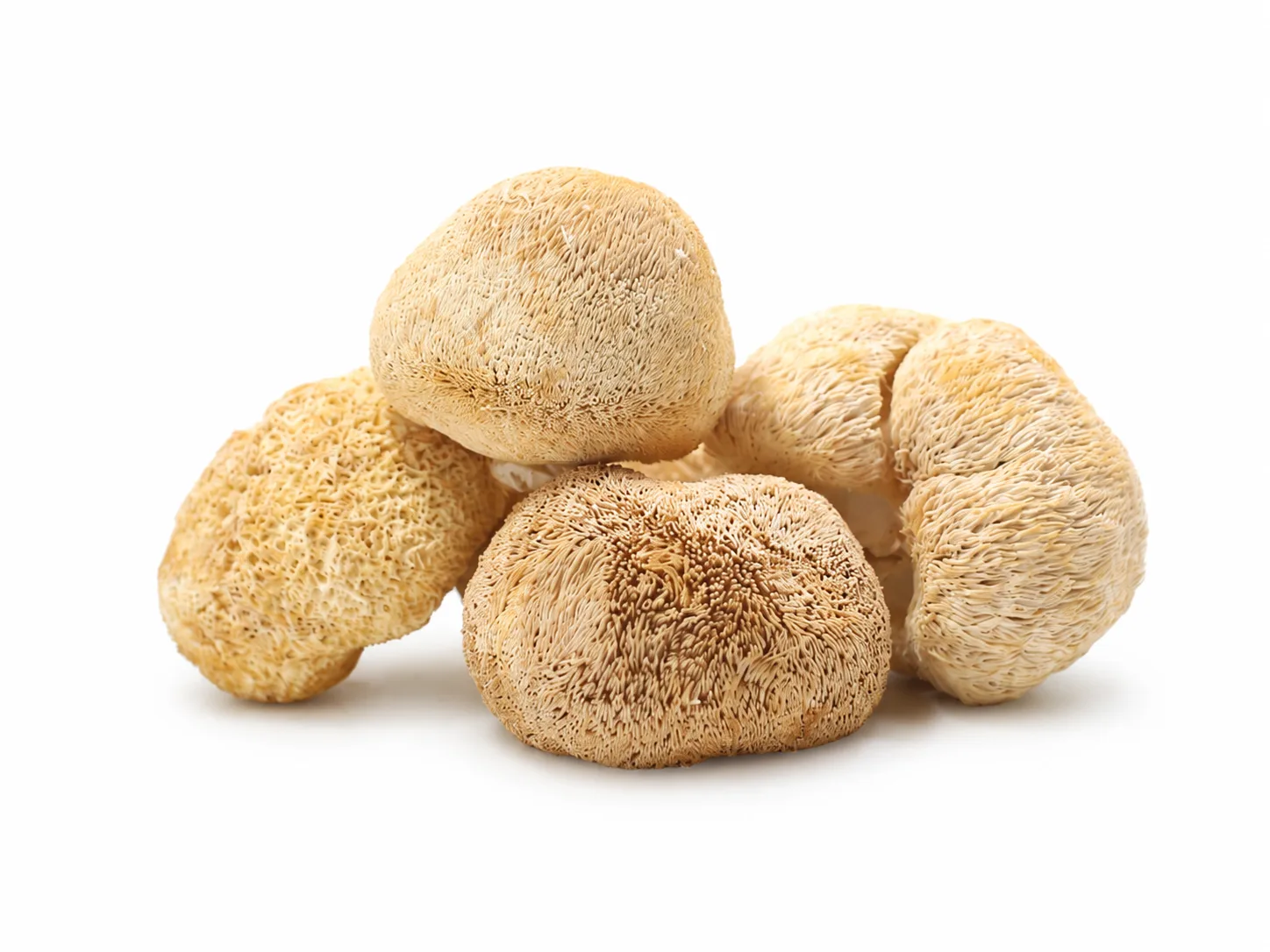 Lion's Mane — Hericium erinaceus