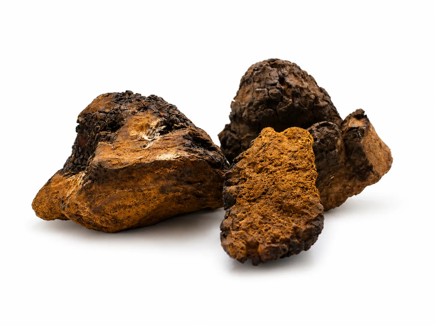 Chaga — Inonotus obliquus