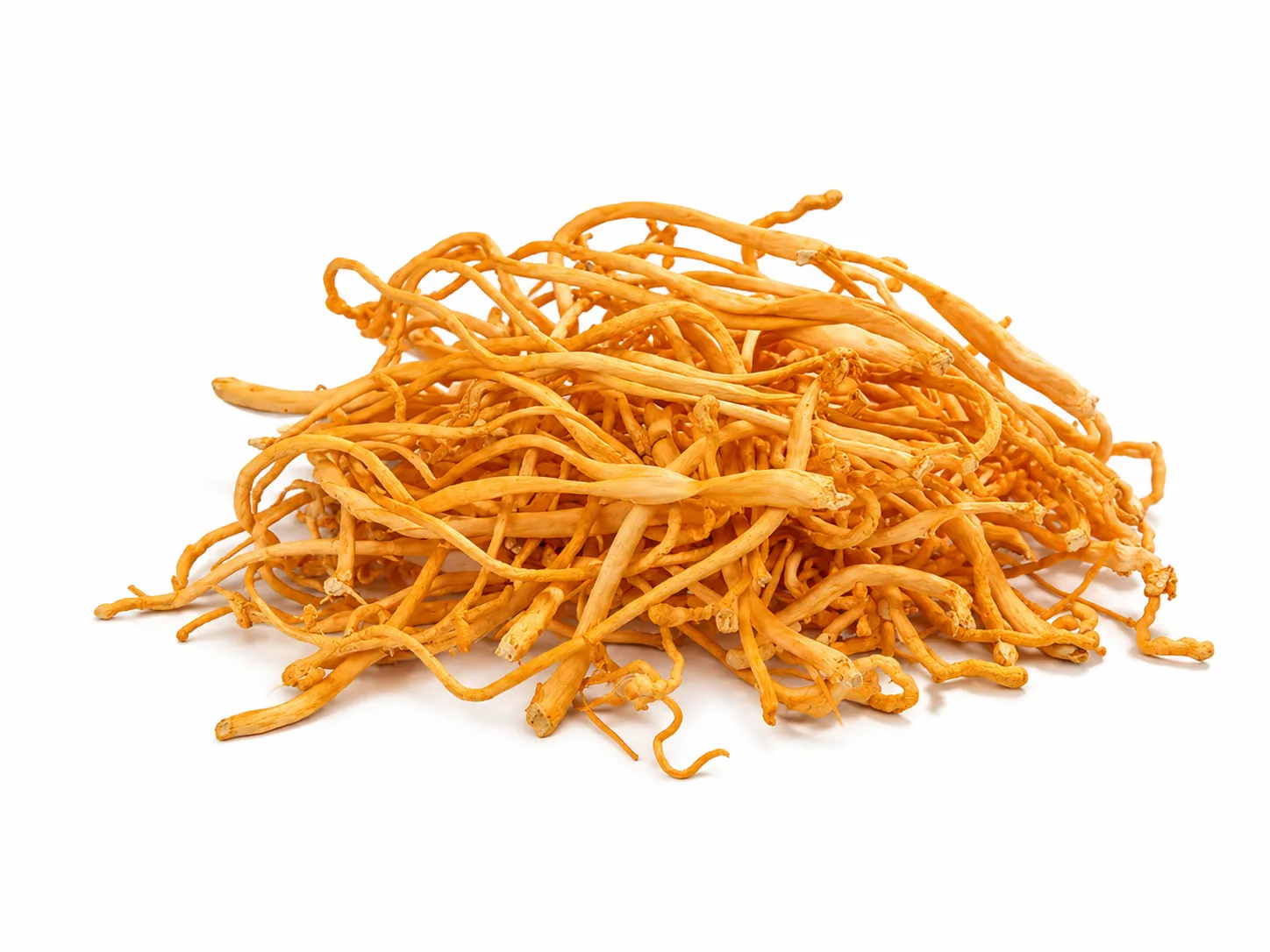 Cordyceps militaris — Cordyceps militaris