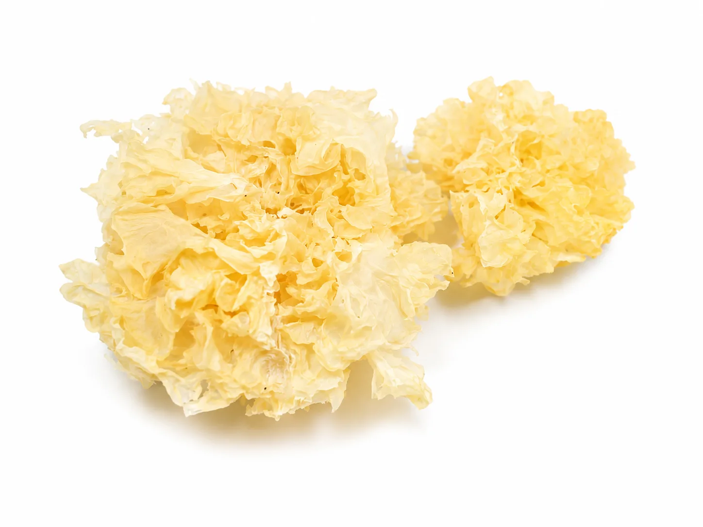 Snow Fungus — Tremella fuciformis