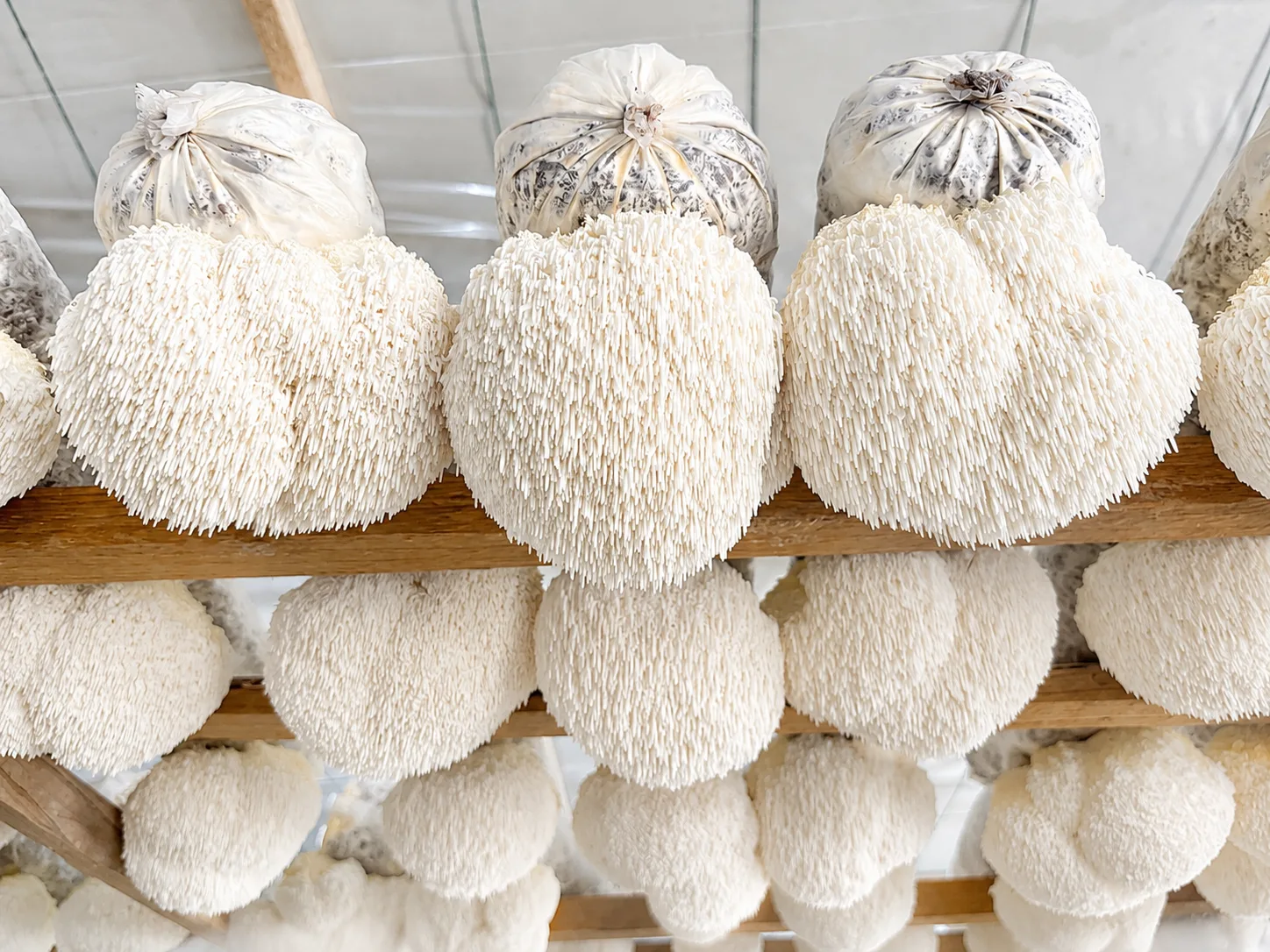 Mushroom cultivation