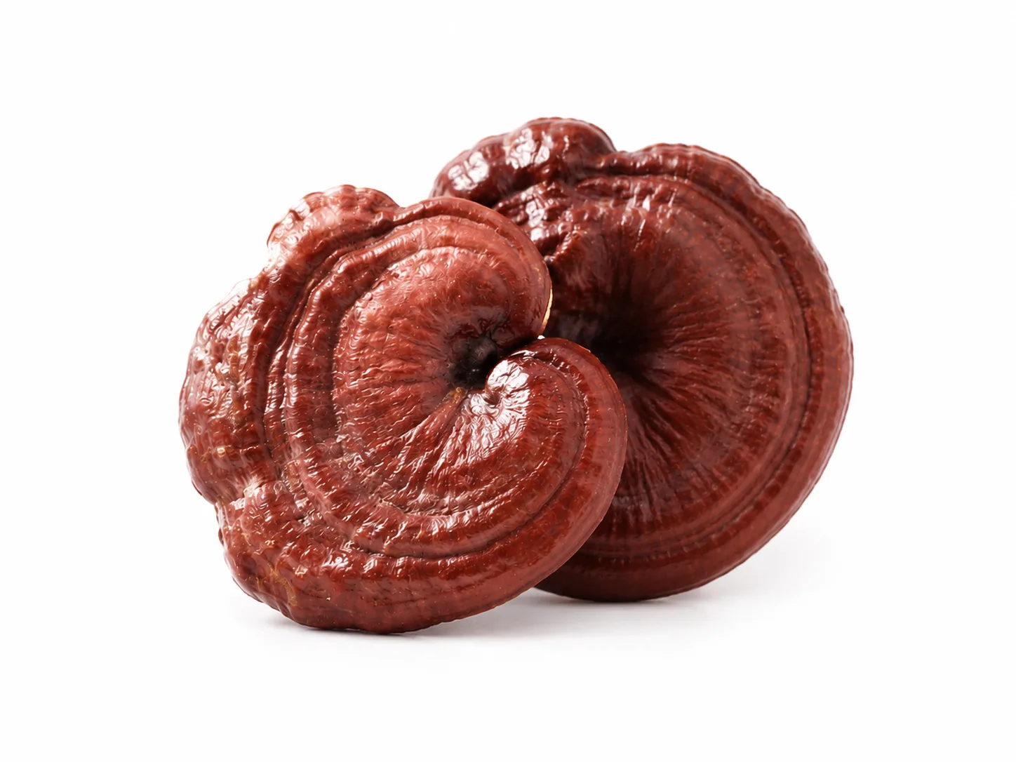 Reishi — Ganoderma lucidum