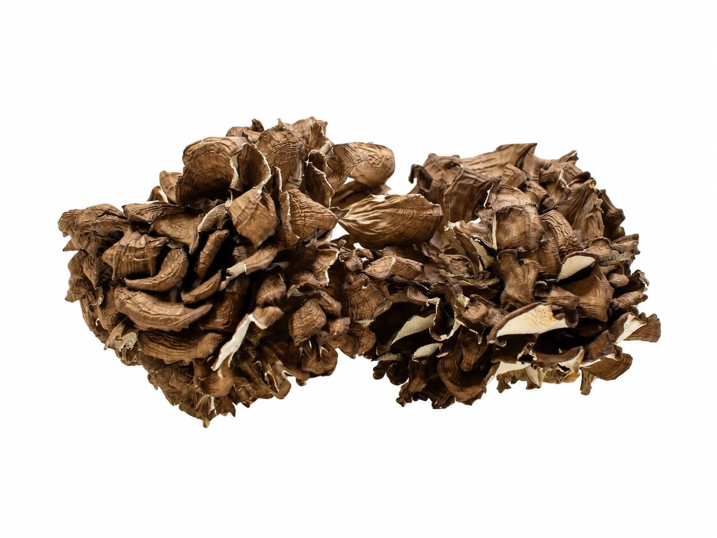 Maitake — Grifola frondosa