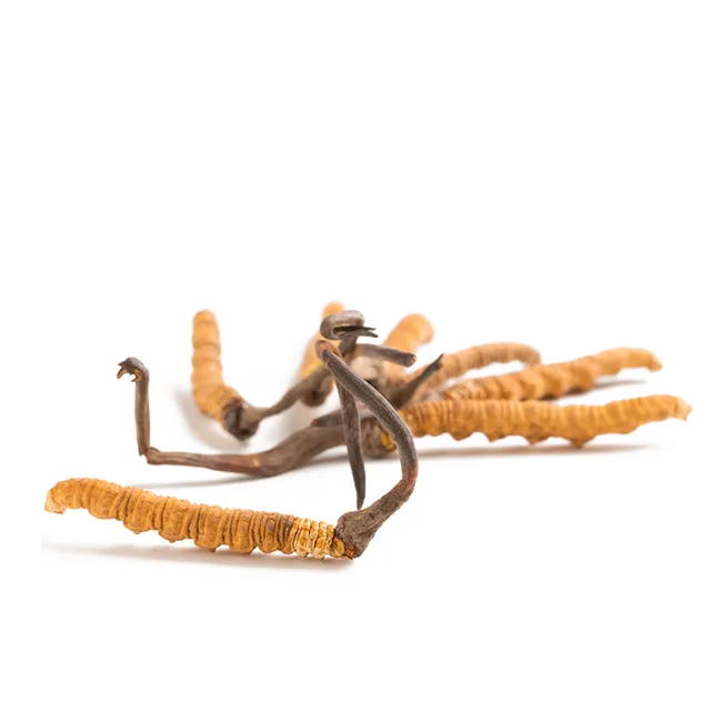 Cordyceps Mycelium — Paecilomyces hepiali