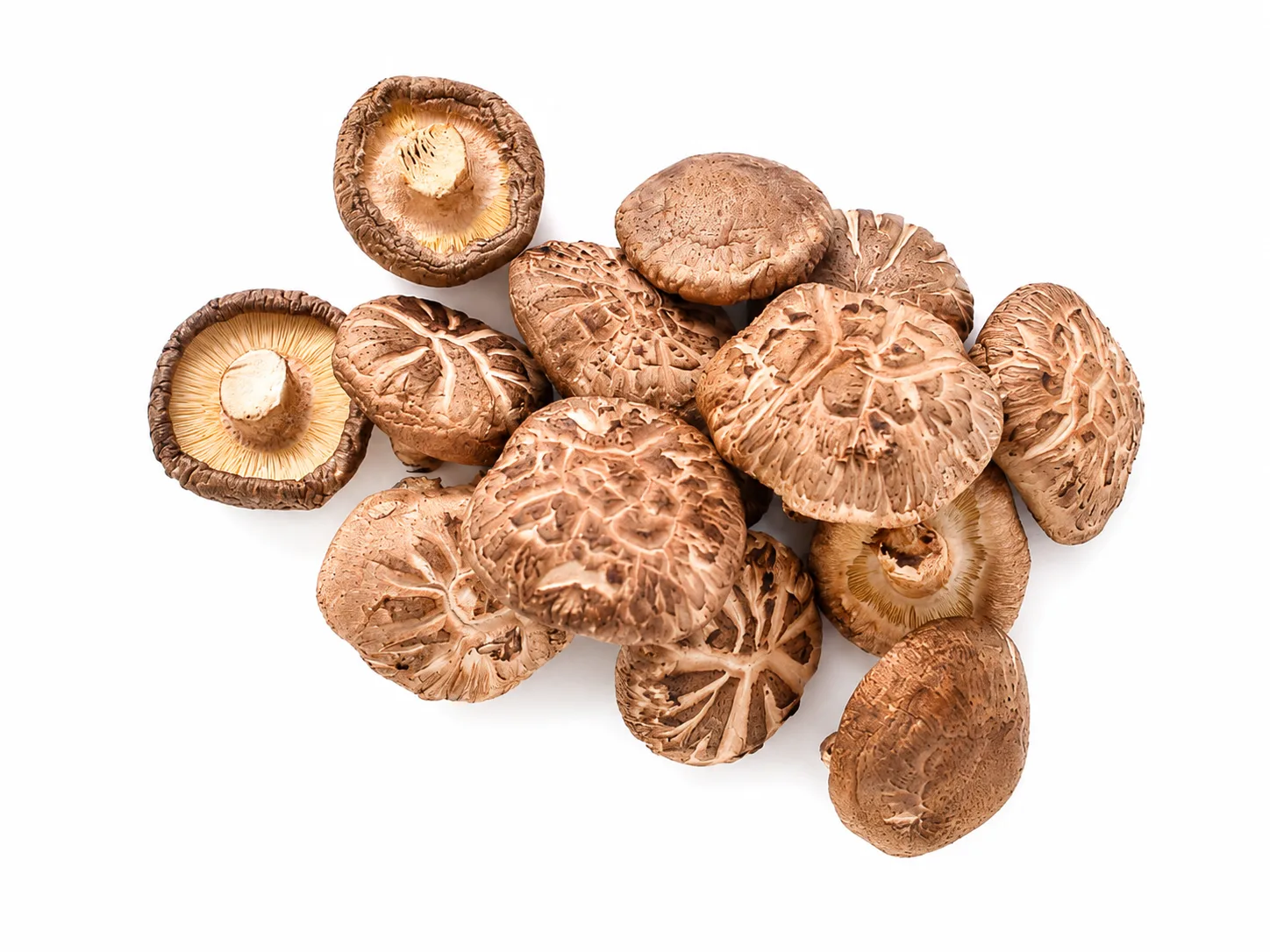 Shiitake — Lentinula edodes