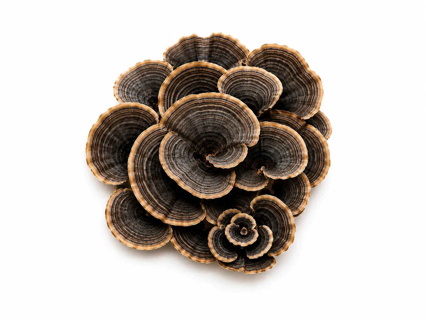 Turkey Tail — Trametes versicolor